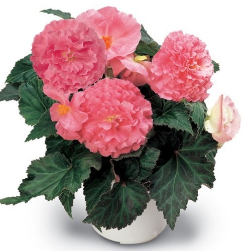 Begonia tuberhybrida 'Tubby® F1 Pink' - Mugulbegoonia 'Tubby® F1 Pink' 